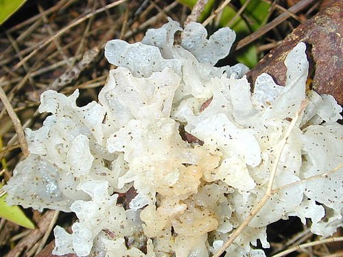 Tremella fuciformis